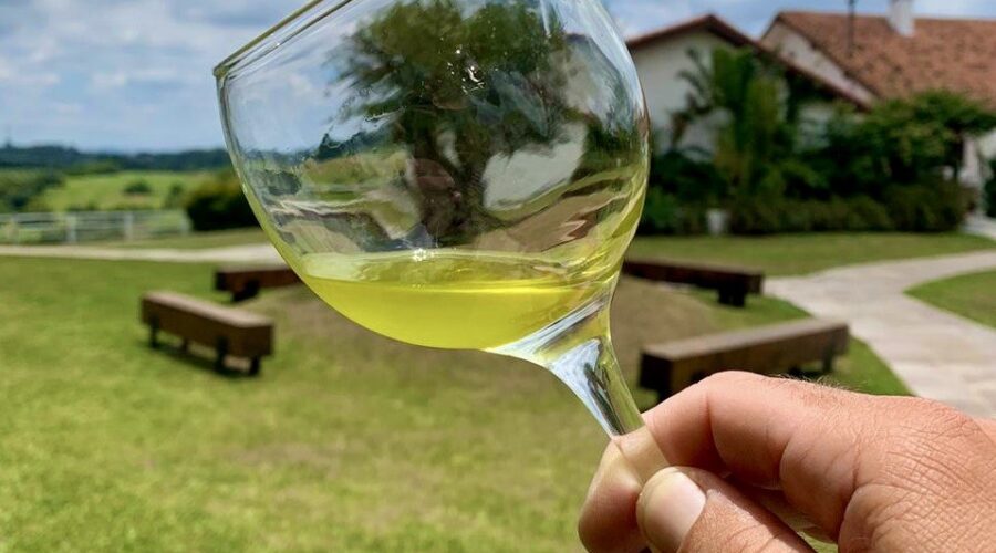 Azeite produzido por pequena empresa do RS é destaque em premiação internacional