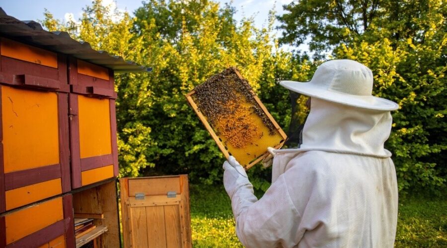 Empreendedora cria startup para ajudar apicultores a entrarem na cadeia produtiva