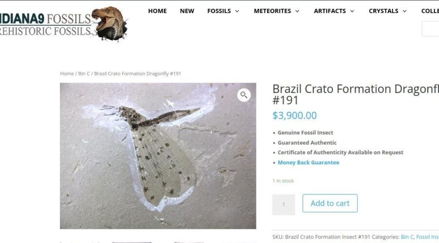 Após denúncia viral e investigação, loja interrompe venda de fósseis de insetos brasileiros