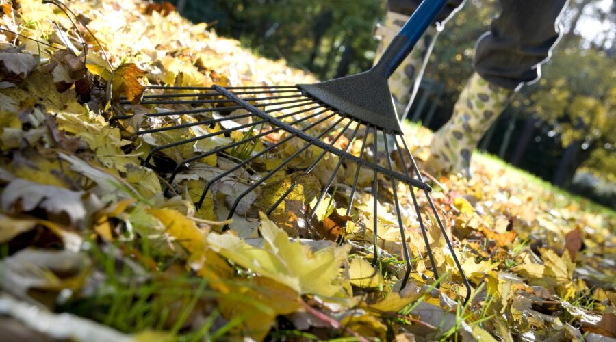 Startup ucraniana transforma folhas caídas em embalagens biodegradáveis