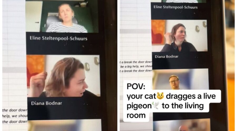 Mulher interrompe reunião de trabalho ao ver gato capturar um pombo vivo e reação viraliza