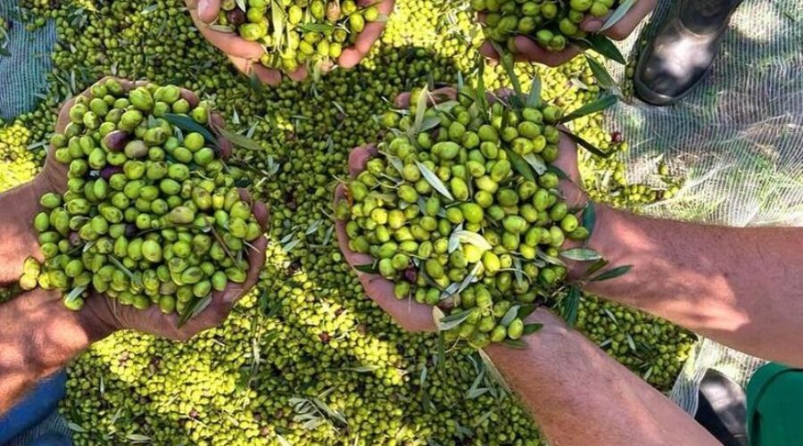 Conheça o azeite brasileiro eleito o melhor do Hemisfério Sul em competição internacional