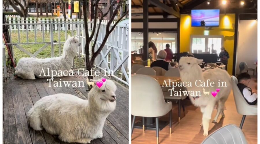 Cafeteria viraliza ao oferecer brunch com presença de alpacas e gera debate nas redes