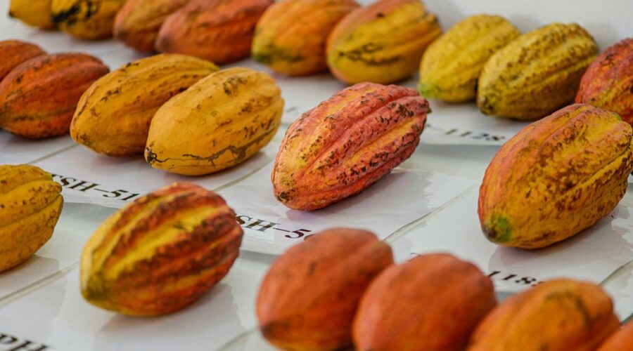 Chocolate na terra do açaí: como o cacau tem se tornado um doce atrativo turístico no Pará