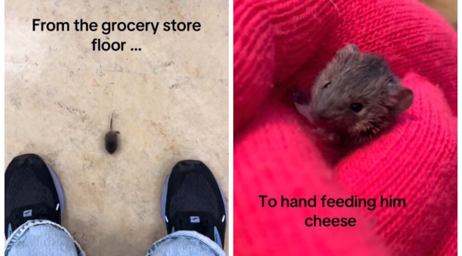 Cliente encontra filhote de rato em supermercado e viraliza após resolver adotá-lo