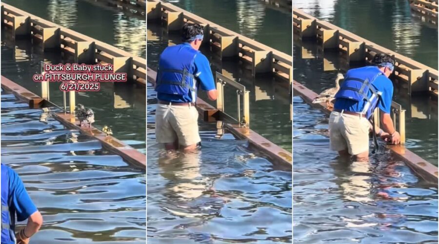 Funcionário de parque resgata filhotes de pato em fonte e encanta internautas; vídeo